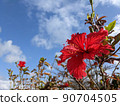 Okinawa Hibiscus 2 90704505