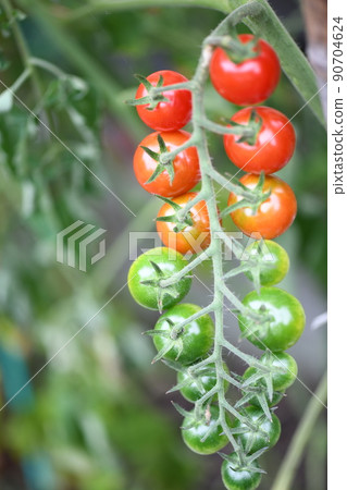 Mini tomatoes that began to ripen 90704624