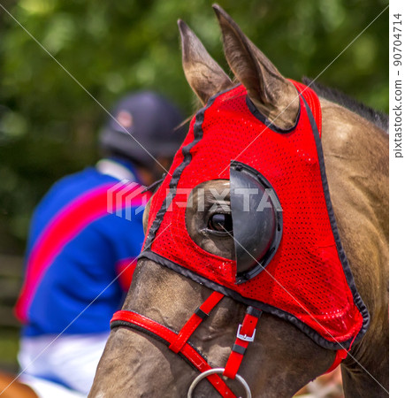 Portrait of a brown horse. Portrait of a brown horse. 90704714