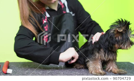 woman Groomer combs of Yorkshire Terrier after washing 90704729