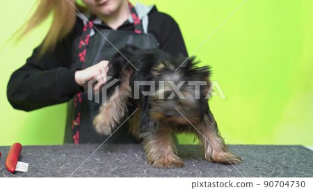 woman Groomer combs of Yorkshire Terrier after washing woman Groomer combs of Yorkshire Terrier after washing 90704730
