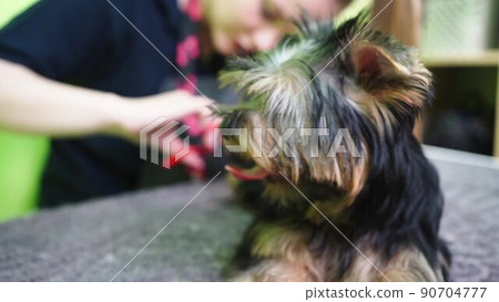Groomer makes shearing of claws Yorkshire Terrier by special scissors. 90704777