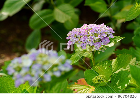 Hydrangea flower 90704826