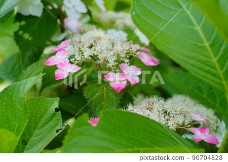Hydrangea flower 90704828