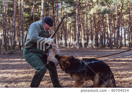 German Shepherd holds bite sleeve in its mouth. An adult male swings to strike the dog with a stick. Dogs training for guard and guard duty. Selective Focus. Noise, grain effect. 90704914