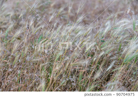 Hordeum murinum, or wall barley, or false barley. Field of dried spikelets of wild grasses that are dangerous to domestic dogs. It can lodge in the pet's fur, paws, ears, and other body parts. Hordeum murinum, or wall barley, or false barley. Field of dried spikelets of wild grasses that are dangerous to domestic dogs. It can lodge in the pet's fur, paws, ears, and other body parts. 90704975