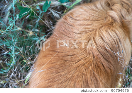 Dried spike of mouse barley in the red hair of a long-haired dog. Hordeum murinum spikelets can get stuck in the pet's fur, paws, ears, and other parts of the body. Top view Dried spike of mouse barley in the red hair of a long-haired dog. Hordeum murinum spikelets can get stuck in the pet's fur, paws, ears, and other parts of the body. Top view 90704976