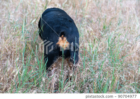 Dried spikelets of mouse barley in the coat of a female Rottweiler. Hordeum murinum spikelets are dangerous to dogs and can get stuck in their fur, paws, ears, and other parts of their body. Dried spikelets of mouse barley in the coat of a female Rottweiler. Hordeum murinum spikelets are dangerous to dogs and can get stuck in their fur, paws, ears, and other parts of their body. 90704977