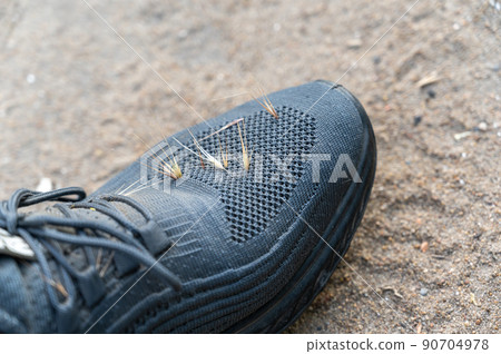 Close-up of gray sneaker with dry spikelets sticking out. Dried spikelets of Hordeum murinum in the vent mesh of athletic shoes. Spikelets of Hordeum murinum. Selective focus Close-up of gray sneaker with dry spikelets sticking out. Dried spikelets of Hordeum murinum in the vent mesh of athletic shoes. Spikelets of Hordeum murinum. Selective focus 90704978