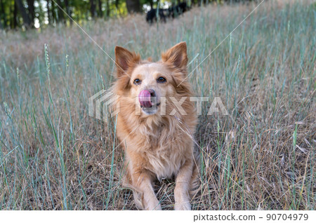 Portrait of a red dog of mixed breed. A happy female lying on a pasture among wild grasses. The pet is licking her nose with her tongue. Selective focus. 90704979