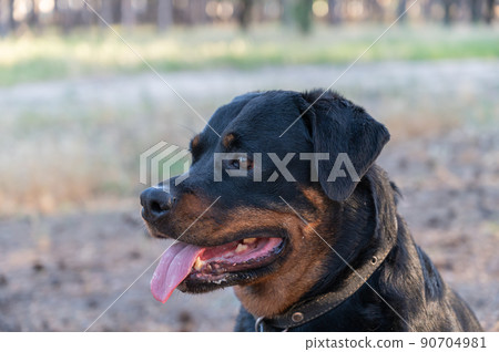 Portrait of a female dog breed Rottweiler. Black adult dog sitting with tongue out. Close-up. Selective focus. Portrait of a female dog breed Rottweiler. Black adult dog sitting with tongue out. Close-up. Selective focus. 90704981