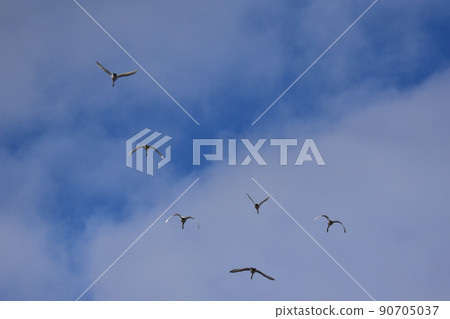 Swan that passed over the sky 90705037