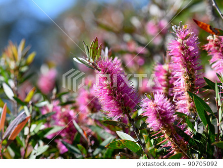 vibrant pink flowers of the Australian native Bottlebrush Callistemon Violaceus cultivar, family Myrtaceae. Hybrid of citrinus x pallidus vibrant pink flowers of the Australian native Bottlebrush Callistemon Violaceus cultivar, family Myrtaceae. Hybrid of citrinus x pallidus 90705092