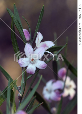Close up of Australian native Pink Waxflowers, Eriostemon australasius, family Rutaceae, growing in Sydney woodland. Endemic to dry sclerophyll forest and heath on sandstone in NSW and Queensland Close up of Australian native Pink Waxflowers, Eriostemon australasius, family Rutaceae, growing in Sydney woodland. Endemic to dry sclerophyll forest and heath on sandstone in NSW and Queensland 90705100
