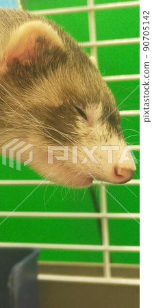 Ferret ② Ferret ② 90705142