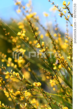 Yellow flowers and rush-like phyllodes of the Australian Native Broom, Viminaria juncea, family Fabaceae, growing in Sydney heath. Endemic to moist temperate south west, and east coast of Australia 90705150