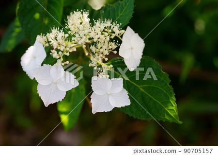 Hydrangea flower 90705157