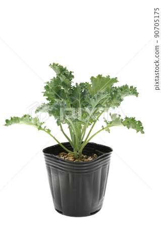 Kale Starbo Kale Starbo 90705175