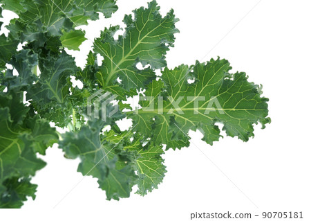 Kale Starbo Kale Starbo 90705181