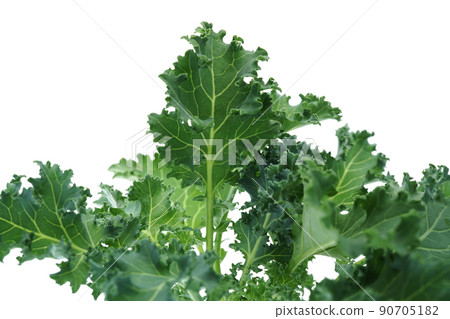 Kale Starbo 90705182