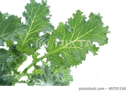 Kale Starbo Kale Starbo 90705198