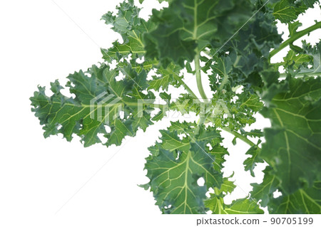 Kale Starbo Kale Starbo 90705199