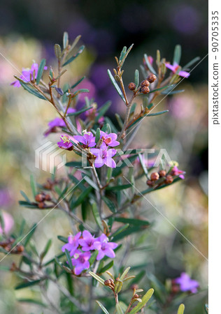 Flowers of the Australian native shrub Pink Phebalium, Phebalium nottii, family Rutaceae. Endemic to dry sclerophyll forest on sandstone in NSW and Queensland Flowers of the Australian native shrub Pink Phebalium, Phebalium nottii, family Rutaceae. Endemic to dry sclerophyll forest on sandstone in NSW and Queensland 90705335