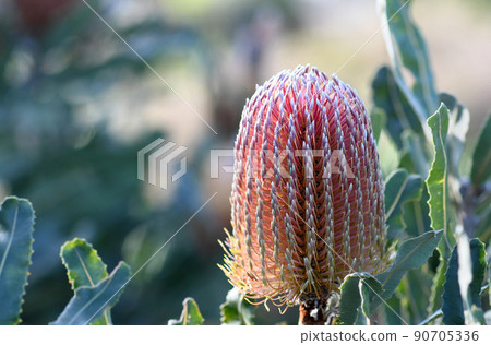Pink orange inflorescence and flowers and grey green serrated leaves of the Australian native Firewood Banksia, Banksia menziesii, family Proteaceae. Endemic to Western Australia Pink orange inflorescence and flowers and grey green serrated leaves of the Australian native Firewood Banksia, Banksia menziesii, family Proteaceae. Endemic to Western Australia 90705336