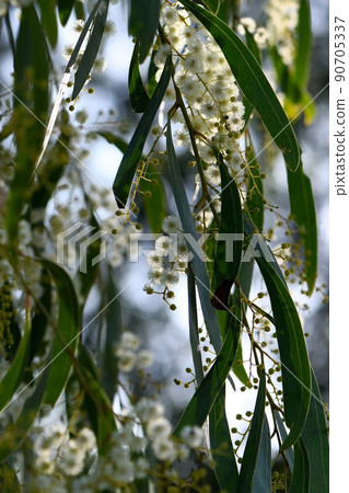 Backlit yellow flowers of the Golden Wattle, Acacia pycnantha, family Fabaceae. Endemic to inland southeastern Australia. Appears on the Australian Commonwealth coat of arms. 90705337