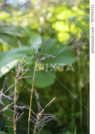 竹花開花現象 90705431