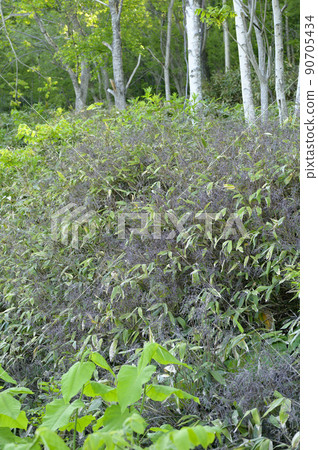 竹花開花現象 竹花開花現象 90705434