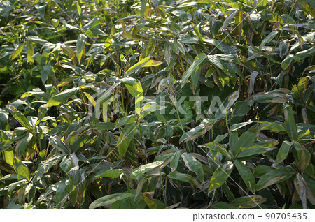 竹花開花現象 竹花開花現象 90705435