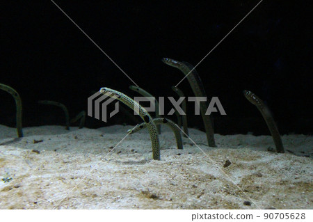 Spotted garden eel and white spotted garden eel ‌ 90705628