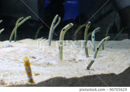Garden eels and Japanese moray eels 90705629
