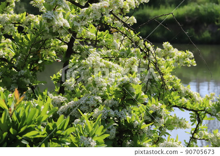 White pyracantha flowers blooming in a Japanese park in spring 90705673