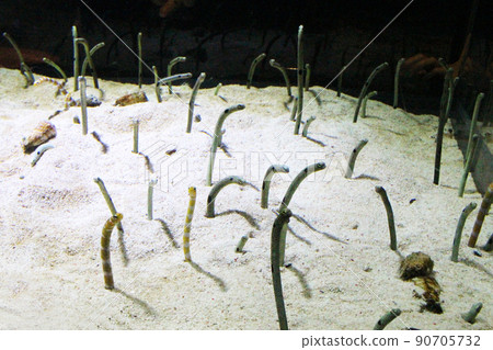 Garden eels and Japanese moray eels Garden eels and Japanese moray eels 90705732
