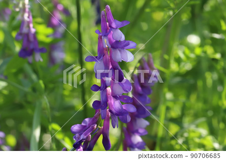 Purple hairy vetch flowers blooming in Japanese fields in spring 90706685