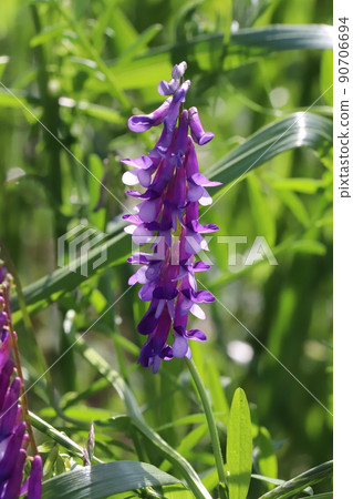 Purple hairy vetch flowers blooming in Japanese fields in spring 90706694
