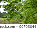 Blue maple on the mountainside 90706844