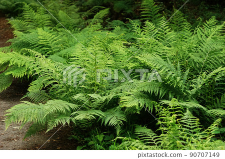 Closeup on a grouped aggregation of green Lady ferns, Athyrium filix-femina Closeup on a grouped aggregation of green Lady ferns, Athyrium filix-femina 90707149