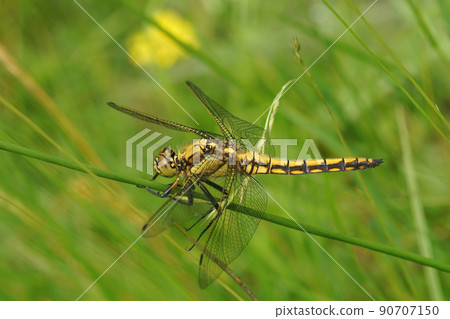 Closeup on a fresh emerged black-tailed skimmer,Orthetrum cancellatum, haning in the vegetation 90707150