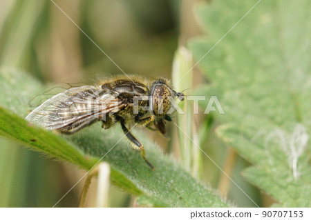 Detailed closeup on a Small Spotty-eyed dronefly, Eristalinus sepulchralis, sitting in grass 90707153