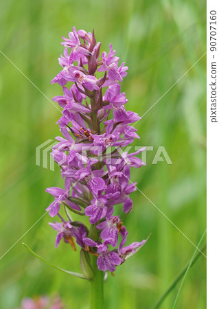 Vertical closeup on a purple broad-leaved marsch orchid, Dactylorhiza majalis, flower against a green background 90707160