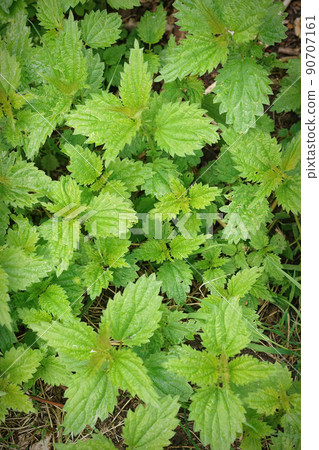 Vertical closeup on a pattern, aggregation of green leafs from the nettle, Urtica diocia Vertical closeup on a pattern, aggregation of green leafs from the nettle, Urtica diocia 90707161