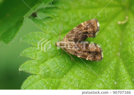 Closeup on a small common nettle-tap moth, Anthophila fabriciana, sitting on it's host -plant 90707166