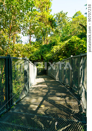 walk way in the forest 90707238