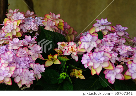 繡球六月 90707341