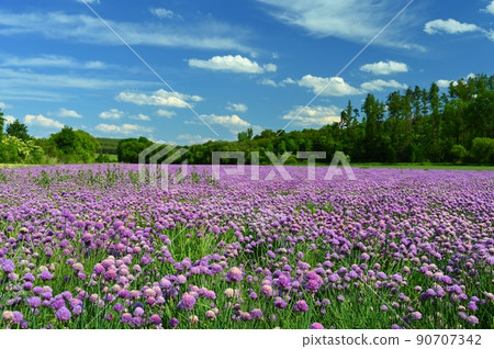 Landscape with purple chives flowers. Summer sunny day with sun, blue sky and colorful nature background. 90707342