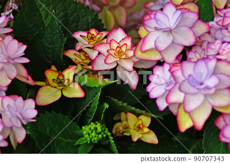 繡球六月 90707343