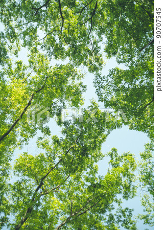 Image of fresh green and sunbeams in early summer 90707545